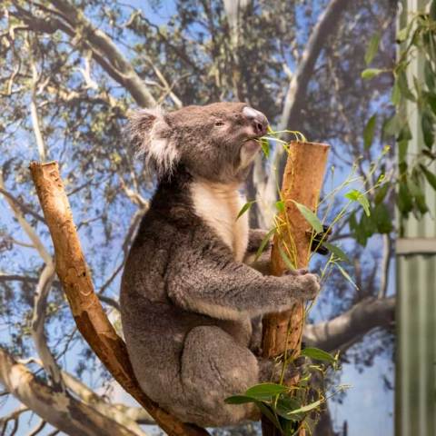 a koala hanging on a tree branch