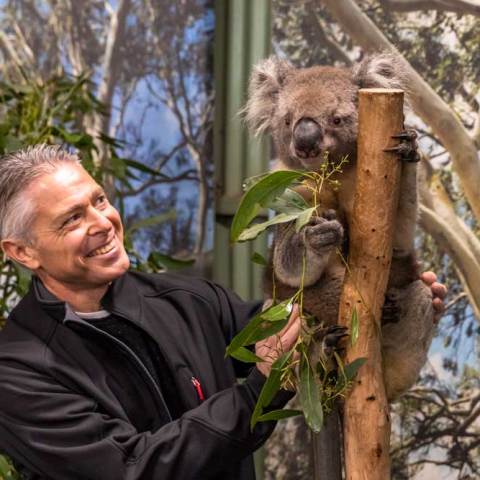 a koala bear hanging on a tree branch